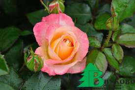 Роза "Британия" (Rose Britannia) 