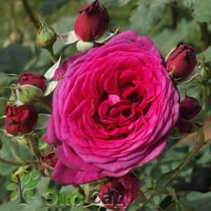 Роза "Иоганн Вольфганг фон Гёте" (Johann Wolfgang von Goethe Rose® (Goethe Rose, Parfum de Honfleur))