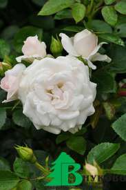 Роза "Аспирин Роуз" (Aspirin Rose)
