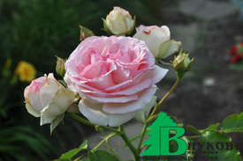 Роза "Иден Роуз 85" (Rose Eden Rose 85/Rosa Pierre de Ronsard)