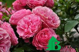 Роза "Леонардо да Винчи" (Rose Leonardo da Vinci)
