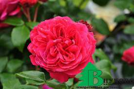 Роза "Ред Леонардо да Винчи" (Rose Red Leonardo da Vinci)