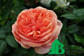 Роза "Чиппендейл" (Rosa "Chippendale"= 'Tan97159')