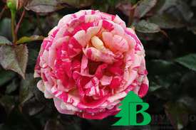 Роза "Броселианд" (Rose Broceliande)