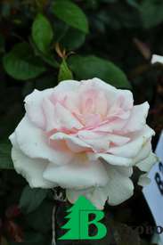 Роза "Э Вайтэ Шейд ов Пэйл" (Rose 'A Whiter Shade Of Pale') 