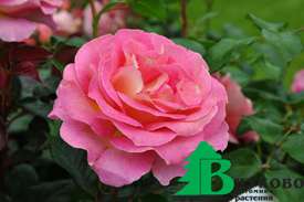Роза "Пинк Парадайз" (Rose Pink Paradise)