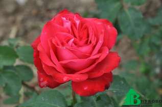 Роза "Фульгуранте" (Rose Fulgurante)