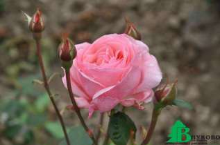 Роза "Куин Элизабет" (Rosa 'Queen Elizabeth') 