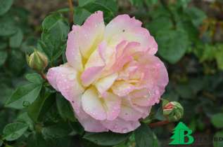 Роза "Глория Дей" (Rose "Gloria Dei" = R. "Peace" = R. "Mme.A.Meilland" )