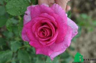 Роза "Виолетт Парфюм" (Rose 'Violette Parfum')