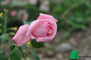 Роза "Корал Доун" (Rosa 'Coral Dawn')    