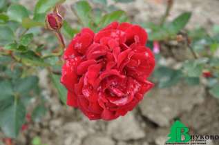Роза "Пол Скарлет" (Rose  Paul's Scarlet)
