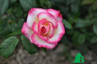Роза "Хандель" (Rosa 'Handel')