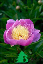 Пион молочноцветковый "Боул оф Бьюти" (Paeonia lactiflora Bowl of Beauty)