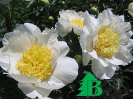 Пион молочноцветковый "Бу-Ти" (Paeonia lactiflora Bu-te)