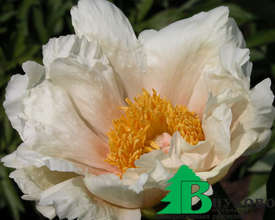 Пион молочноцветковый "Клер де Люн" (Paeonia lactiflora Claire de Lune)