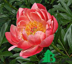 Пион молочноцветковый "Корал Чарм" (Paeonia Lactiflora Coral Charm)