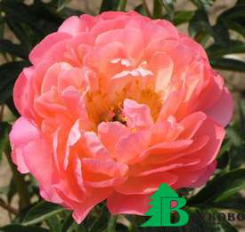 Пион молочноцветковый "Корал Сансет" (Paeonia Lactiflora Coral Sunset)