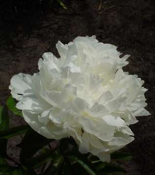 Пион молочноцветковый "Корина Вейсон" (Paeonia Lactiflora Corine Weison)