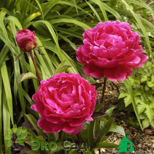 Пион молочноцветковый "Ф. Коппиус" (Paeonia lactiflora F. Koppius)