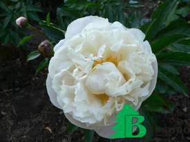 Пион молочноцветковый "Гардения" (Paeonia lactiflora Gardenia)