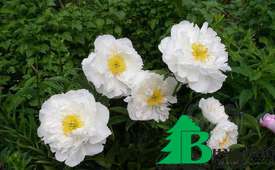 Пион молочноцветковый "Мисс Америка" (Paeonia lactiflora Miss America)