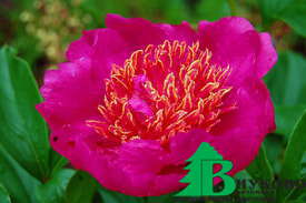 Пион молочноцветковый "Неон" (Paeonia lactiflora Neon)