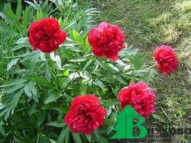 Пион лекарственный "Рубра Плена" (Paeonia officinalis Rubra Plena)