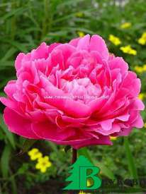 Пион молочноцветковый "Пинк Суприм" (Paeonia lactiflora Pink Supreme)