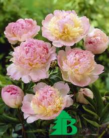 Пион молочноцветковый "Рэспберри Сандэй" (Paeonia lactiflora Raspberry Sundae)