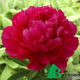 Пион молочноцветковый "Ред Суприм" (Paeonia lactiflora Red Supreme)