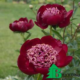 Пион молочноцветковый "Уолтер Мейнс" (Paeonia lactiflora Walter Mains)