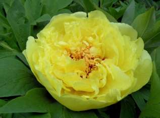 Пион ИТО-гибрид "Еллоу Краун" (Paeonia Itoh Yellow Crown)