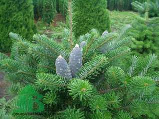 Пихта корейская (Abies koreana)