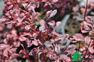 Барбарис Тунберга "Арлекин" (Breberis thunbergii Harleguin)