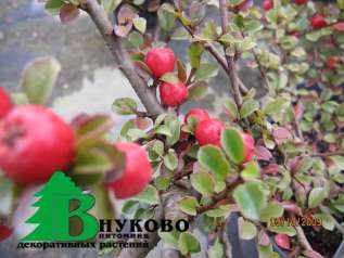 Кизильник горизонтальный (Cotoneaster horizontalis)