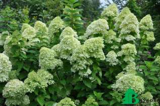 Гортензия метельчатая "Лаймлайт" (Hydrangea paniculata Limelight)