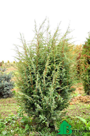 Можжевельник обыкновенный "Хиберника" (Juniperus communis Hibernika)