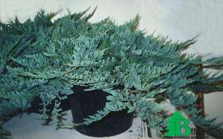 Можжевельник горизонтальный "Блю Чип" (Juniperus horisontalis Blue Chip) 