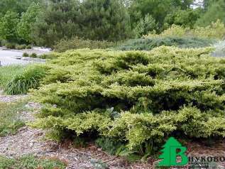 Можжевельник Пфитцериана "Голд Коуст" (Juniperus pfitzeriana Gold Coast)