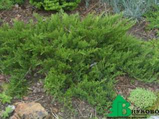 Можжевельник казацкий "Тамарисцифолия" (Jniperus sabina Tamariscifolia)