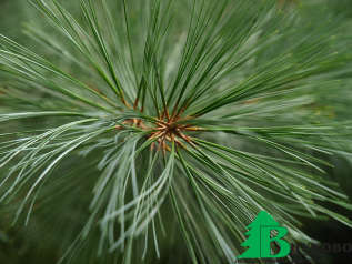 Сосна веймутова, или белая восточная (Pinus strobus)