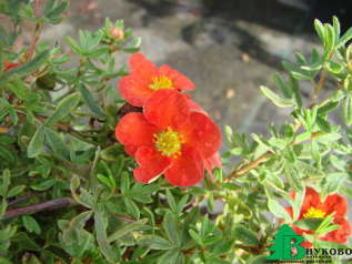Лапчатка кустарниковая "Ред Эйс" (Potentilla fruticosa Red Ace)