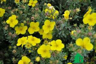 Лапчатка кустарниковая "Зоммерфлор" (Potentilla fruticosa Sommerflor)