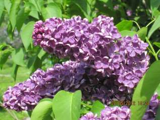 Сирень обыкновенная "Аметист" (Syringa Vulgaris Amethyst)