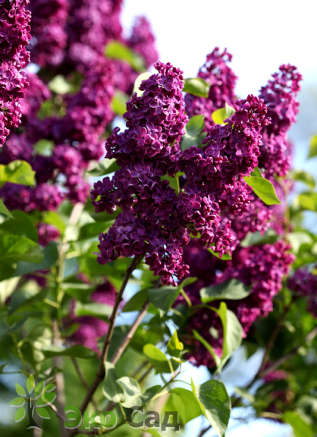 Сирень обыкновенная "Памяти Людвига Шпета" (Syringa vulgaris Andenken an L.Spath)