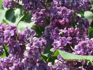 Сирень обыкновенная "Кардинал" (Syringa vulgaris Kardynal)