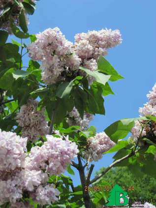 Сирень обыкновенная "Катерина Хавемейер"(Syringa vulgaris Katherine Havemeyer)