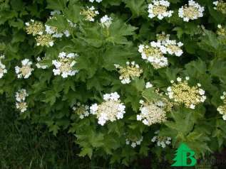 Калина обыкновенная "Компактум" (Viburnum opulus Compactum)