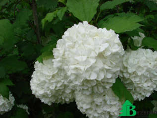 Калина обыкновенная "Розеум" (Viburnum opulus "Roseum")